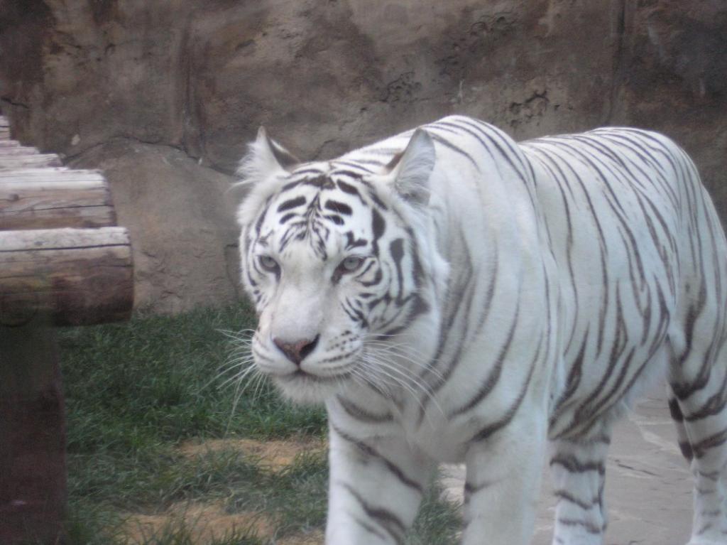 Нажмите на изображение для увеличения. 

Название:	P7070100.jpg 
Просмотров:	1 
Размер:	85.3 Кб 
ID:	496702