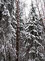 Нажмите на изображение для увеличения. 

Название:	2009-02-15--14-05-16-001.jpg 
Просмотров:	155 
Размер:	113.4 Кб 
ID:	483316