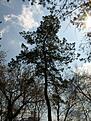 Нажмите на изображение для увеличения. 

Название:	STP82097.JPG 
Просмотров:	182 
Размер:	128.5 Кб 
ID:	483733