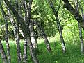 Нажмите на изображение для увеличения. 

Название:	IMG_7226.JPG 
Просмотров:	179 
Размер:	140.8 Кб 
ID:	484446