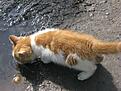 Нажмите на изображение для увеличения. 

Название:	IMG_7325.JPG 
Просмотров:	191 
Размер:	85.5 Кб 
ID:	484511