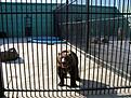 Нажмите на изображение для увеличения. 

Название:	зоо4.jpg 
Просмотров:	234 
Размер:	72.0 Кб 
ID:	484724