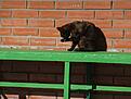 Нажмите на изображение для увеличения. 

Название:	0_442c1_38e5301c_L.jpeg 
Просмотров:	188 
Размер:	46.8 Кб 
ID:	486170