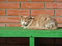 Нажмите на изображение для увеличения. 

Название:	0_44624_cb9f2707_L.jpeg 
Просмотров:	198 
Размер:	51.2 Кб 
ID:	486172