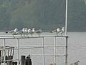 Нажмите на изображение для увеличения. 

Название:	IMG_4752.jpg 
Просмотров:	399 
Размер:	57.5 Кб 
ID:	488473
